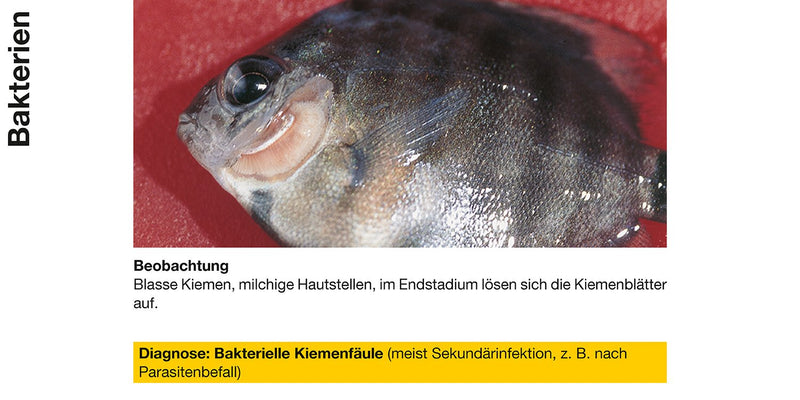 sera baktopur 100 ml - medicine for fish against bacterial infections (e.g. mouth and fin rot), medicine for the aquarium - BeesActive Australia