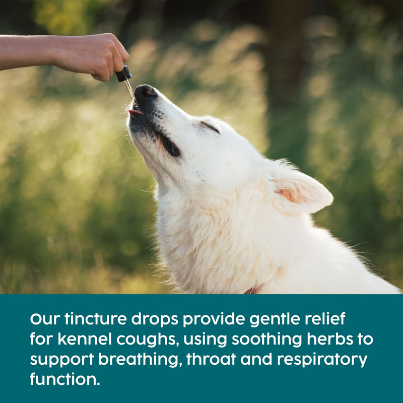 Kennel Cough Medicine for Dogs & Cats, Cat Cold Respiratory Infection Treatment, Sneezing, Cold & Nasal Decongestant Relief for Pets, Fully Natural Mullein Tincture - 50ml