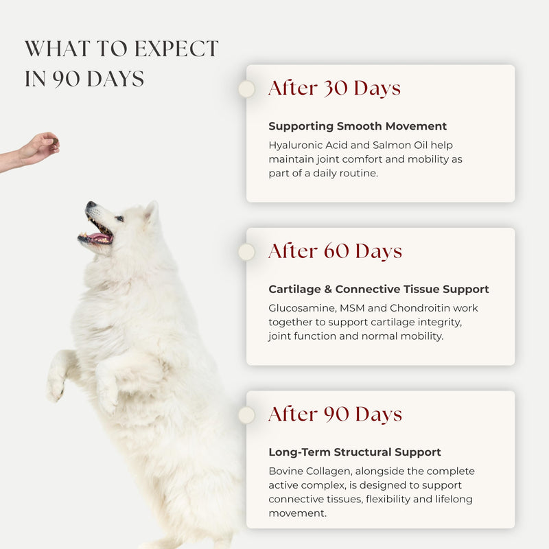 Rusko's Joint & Bone Supplement for Dogs | Supports Mobility, Flexibility & Healthy Joints | Glucosamine, MSM & Hyaluronic Acid | 120 Soft Chews