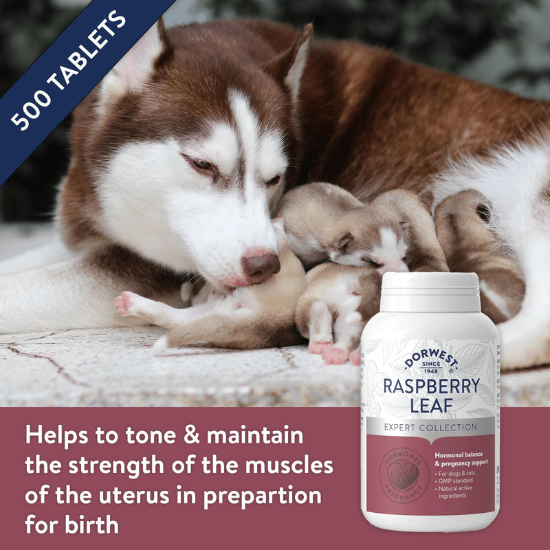 Dorwest Raspberry Leaf Tablets for Dogs And Cats, 500 Tablets, Pregnancy Support For Pets – For Natural Hormonal Balance and Phantom Pregnancies