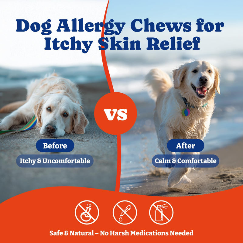 Dog Allergy Relief Chews – 70 Soft Chews, Salmon & Blueberry Flavor - Immune Support & Itch Relief with Colostrum, Astragalus Root, 6-Strain Gut Health Blend 70 Count (Pack of 1)