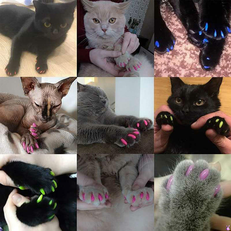 Pack of 200 cat nail covers, claw protection for cats, dogs, colorful soft claws, kitten nail caps, cat nail covers, nail plugs with adhesive adhesives, applicators with instructions for pets - BeesActive Australia