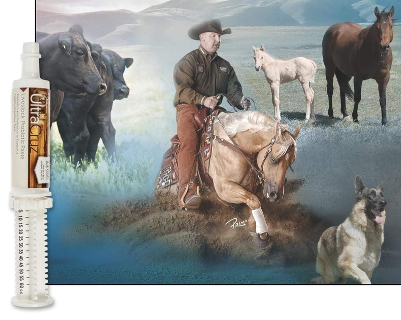 UltraCruz Livestock Probiotic Supplement, 60 ml Paste - BeesActive Australia