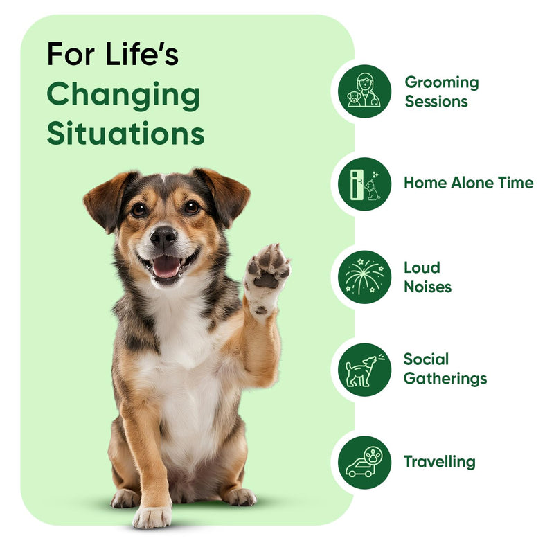 Calming Drops for Dogs 100ml - For Loud Noises, Home Alone Time, Hyperactivity & Travel - Puppy Calm Products with Amino Acid, Vitamins & Minerals - Alternative to Dog Calming Treats, Sprays & Collars