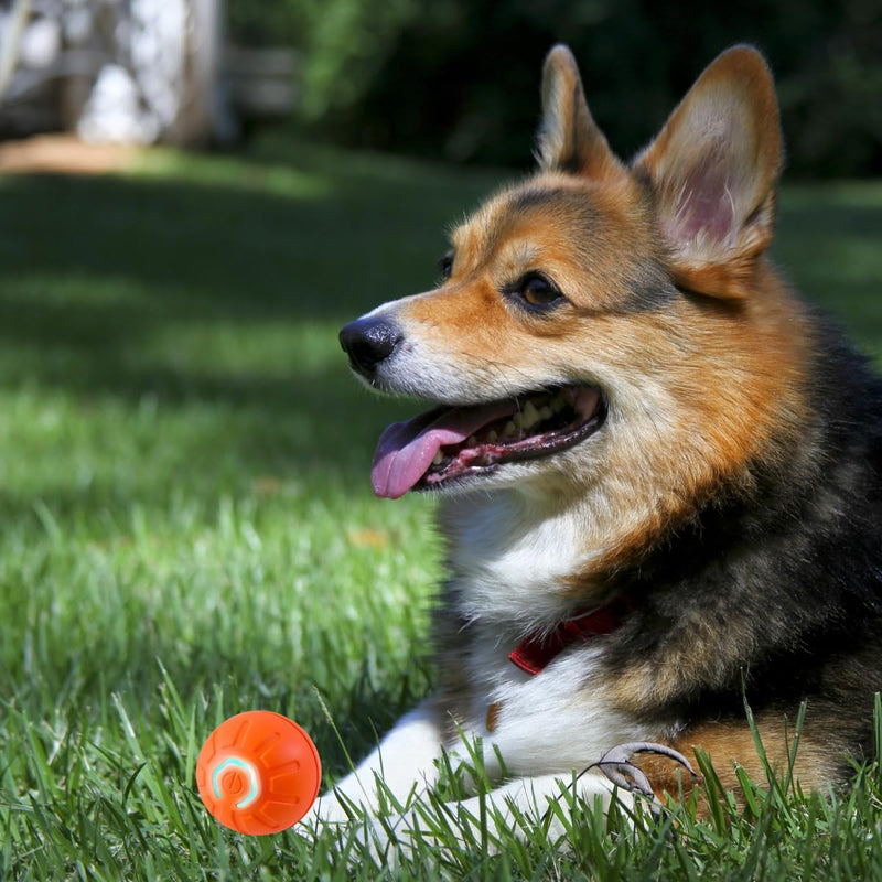 2PCS Shaky Ball for Dogs, Shaky Ball Toy for Dogs, Vibrating Dog Ball, Vibrating Ball for Dogs, Shaky Ball Moving Dog Toy, Automatic Moving Dog Toy Ball, Suitable for All Dogs (Orange+Blue) Mix - BeesActive Australia
