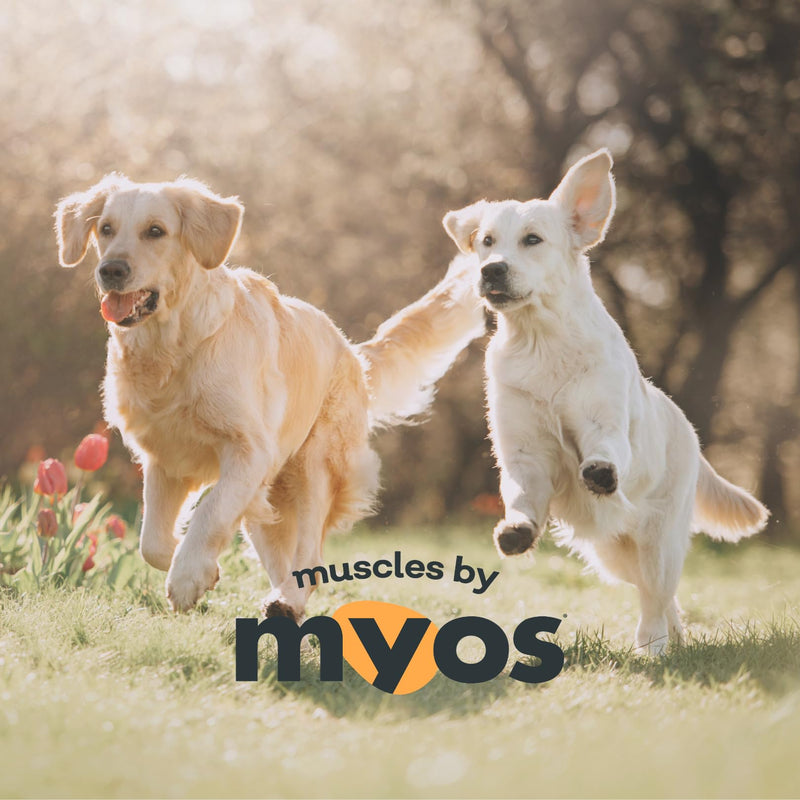 MYOS Canine Muscle Formula - All-Natural Muscle Building Supplement - Helps Reduce Muscle Loss in Aging Dogs and Improve Recovery from Injury or Surgery 6.35oz
