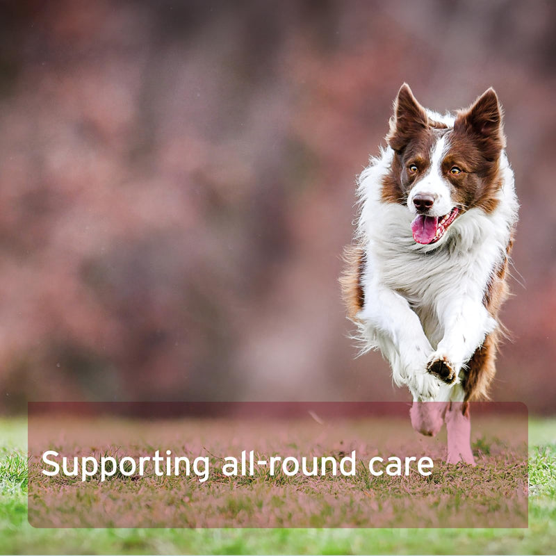 AniForte 4in1 Complete for Dogs 250g - Natural Health Supplement, Supports Joint Care, Digestion, Coat & Skin, With Green-Lipped Mussel & Rosehip, Rich in Vitamins & Minerals