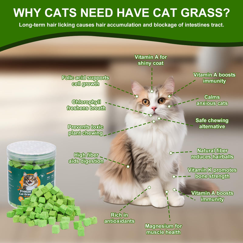 100g Freeze-Dried Cat Grass Treats, Natural Hairball Treatment for Cats, Edible Cats Chew Toy Cat Treats Snack for Teething Cleaning Hairball Removal 3.53 Ounce (Pack of 1)