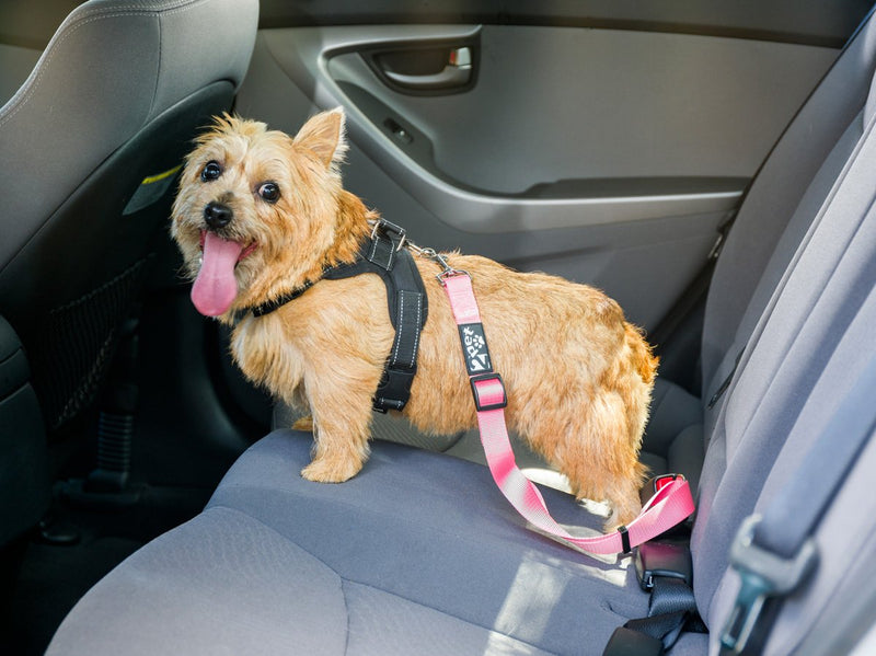 2PET Dog Seat Belt Strap Adjustable - Dog Car Seatbelt for All Dog Breeds & Sizes - Fits Seatbelt Latches of most Car Makes Buckles- 21" to 32" Dog Seatbelt – Rawhide Red, Pack of 2 - BeesActive Australia