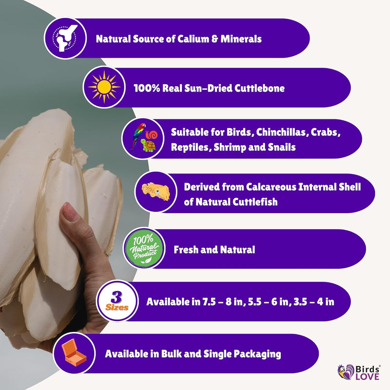 Birds LOVE Natural Cuttlebone - Premium Calcium & Trace Mineral Supplement for Avian Species, Tortoises, and Snails - Pure Cuttlefish Bones for Parakeets, Cockatiels & All Birds - 12 Pack of 5 .5-6" - BeesActive Australia