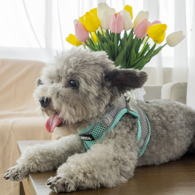 AIITLE Anti-Pull Dog Harness, Adjustable Dog Harness with Padded Vest, Easy to Wear for Small to Medium Dogs, Turquoise S - BeesActive Australia