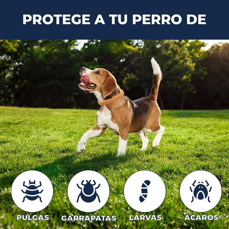 Flea collar, dog tick collar for dogs, effective protection against pests, waterproof, 5 pieces, adjustable flea and tick protection for dogs, all sizes and breeds, 63 cm - BeesActive Australia