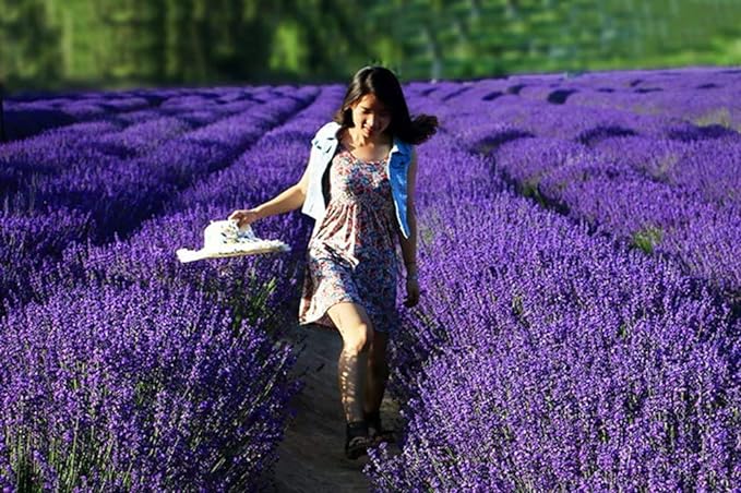 TooGet Lavender Sachet Bag, Natural Ultra Blue Lavender Bud for Home Fragrance, Room Decoration, Fresh Lavender Scented Sachets - 6PCS - BeesActive Australia