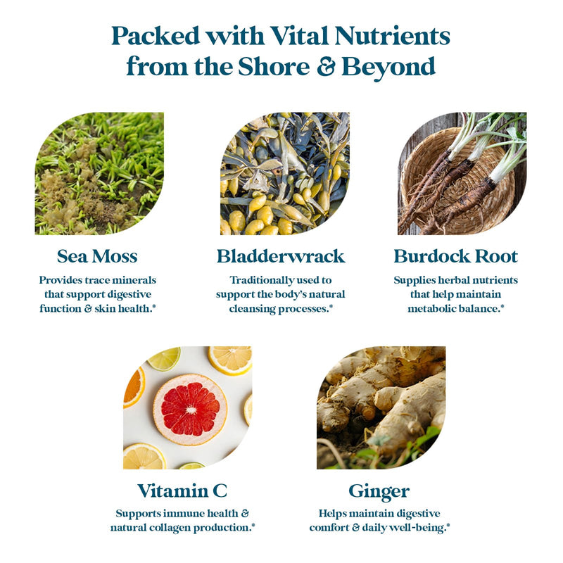 Pattern Wellness Sea Moss Complex Supplement – 60 Capsules | Sea Moss, Burdock Root, Bladderwrack, Vitamin C & Ginger – Supports Immune & Digestive Health – Vegan, Non-GMO 30 Count (Pack of 2)