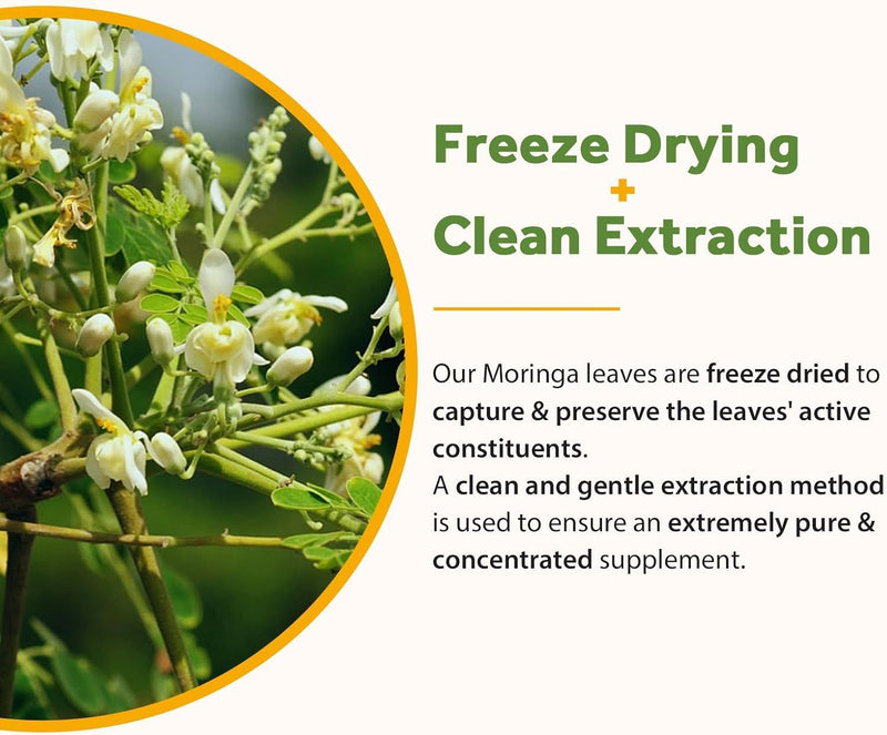 Moringa Capsules |Pure Moringa Powder Capsules-Energy,Skin,Immune & Gut Health Superfood, Rich in Antioxidants, Essential Vitamins & Amino Acids-Gluten Free-60 Count