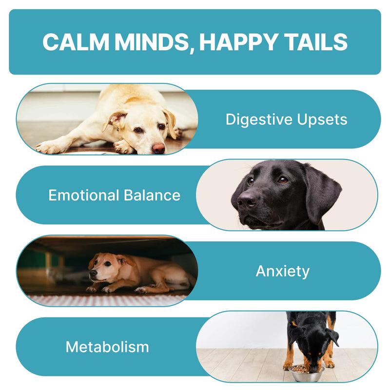 TPC Calming Chews for Dogs – 70 Soft Chicken-Flavored Treats for Anxiety Relief, Fireworks & Thunderstorm Stress, Separation, Sleep Aid & Hyperactivity – Natural Melatonin & L-Tryptophan
