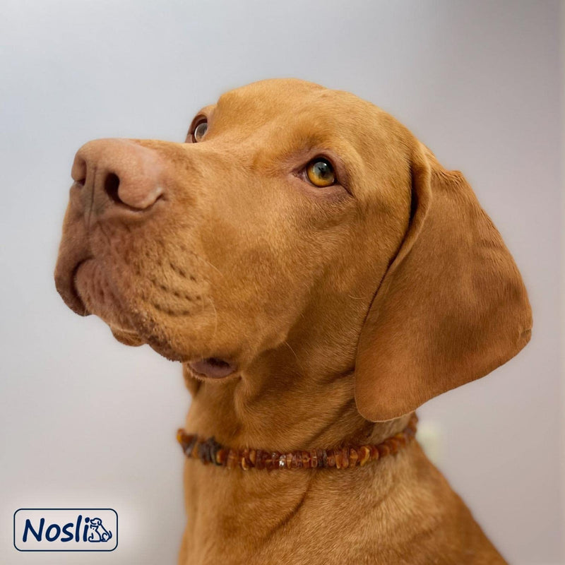 Nosli amber chain collar for dogs and cats • Baltic amber dog collar • Amber collar • Length: 40cm 40 cm - BeesActive Australia