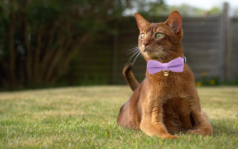 YUDOTE Ultra-soft natural cotton corduroy collar for cats with sensitive skin, lightweight kitten collar with quick release and removable bow, purple, pack of 1 19-28cm (pack of 1) corduroy purple - BeesActive Australia