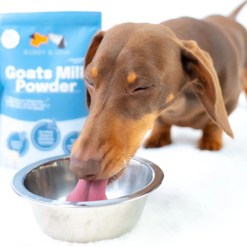 Buddy & Lola Goats Milk Powder for Dogs & Cats | Digestive Dog Health | Low Lactose Formula for Dog & Puppy | Perfect for Hydration | Suitable for Puppies & Dogs of all ages | Nutrient Rich