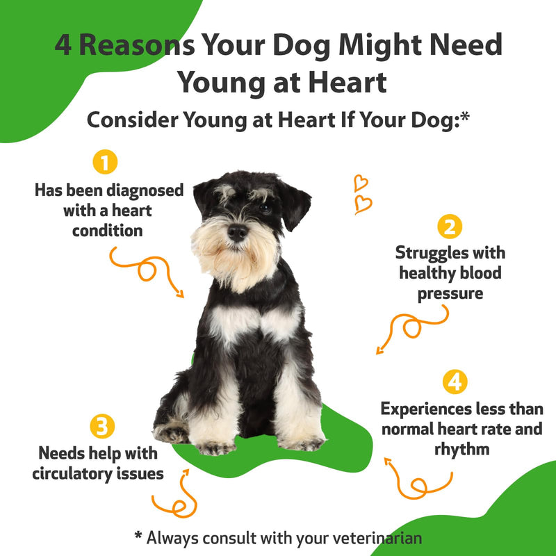 Pet Wellbeing Young at Heart for Dogs - Heart Health, Circulatory & Cardiovascular System, Hawthorn, Motherwort, Schisandra - Veterinarian-Formulated Herbal Supplement 2 fl oz (59 ml) 2 oz. - BeesActive Australia