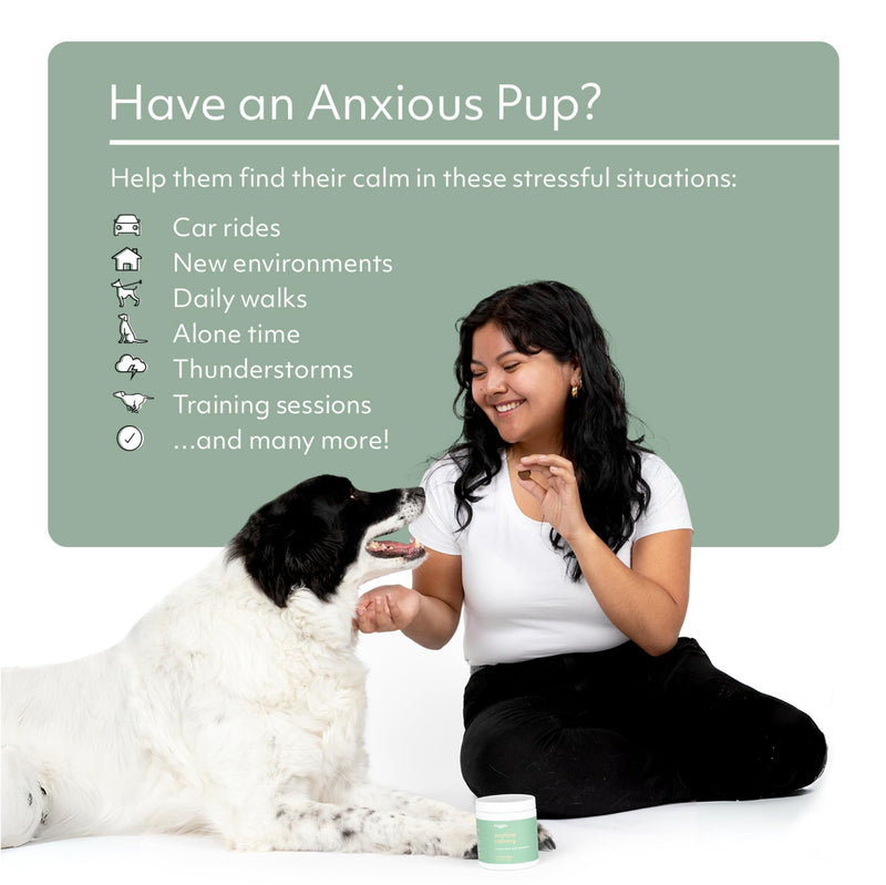 Reggie Anytime Calming Chews for Dogs | Natural Calming Dog Treats to Reduce Hyperactivity, Separation Anxiety, & Stress | Vet-Approved & Ideal for All Ages, Breeds, and Sizes - 60 Soft Chews 60 Count - PawsPlanet Australia