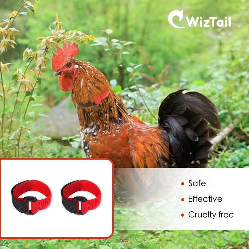 2Pcs Black and Red Crow Rooster Collar, Crow Collar, Rooster Collar, Neck Belt for Roosters Cockerel Velcro Nylon Prevent Chickens from Screaming Basic Collars - BeesActive Australia
