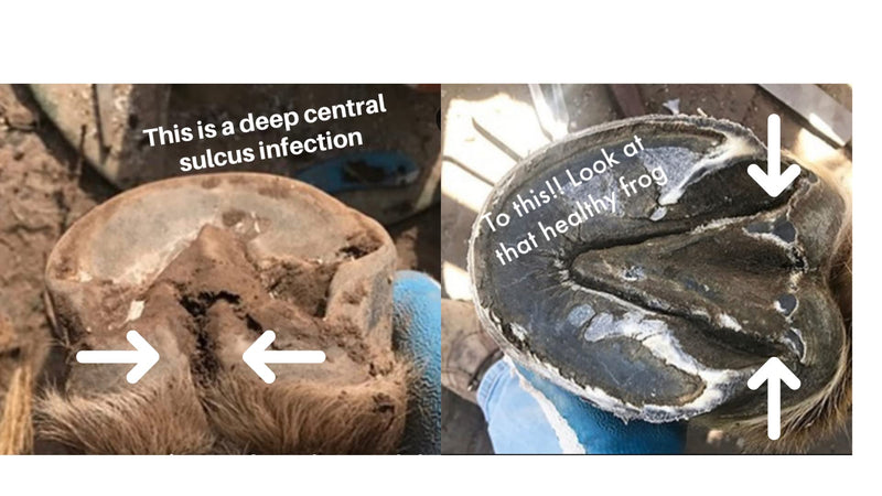 Thrush Treatment for Horses - Pure Sole Hoof Mud - Hoof Clay for Horses - A Horse Hoof Care Product for Thrush, White Line, and Hoof Wall Separation | Use Regularly for A Healthy Hoof. - 16 oz. - BeesActive Australia