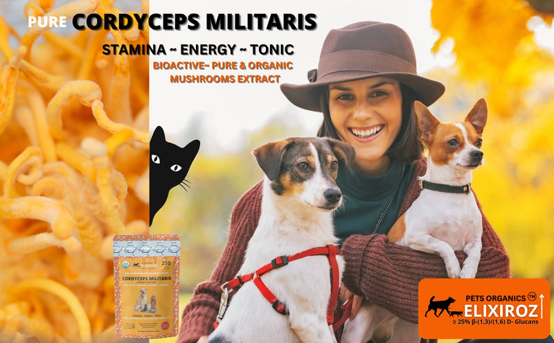 PURE CORDYCEPS M >25% β-glucans,100% Mushrooms Fruiting Bodies 8-12:1 Extract for Dogs & Cats Stamina, Energy & Tonic. Anti inflammatory. Immune, Brain, Kidney, Liver health. 250 SERVINGS for 25lb pet - PawsPlanet Australia