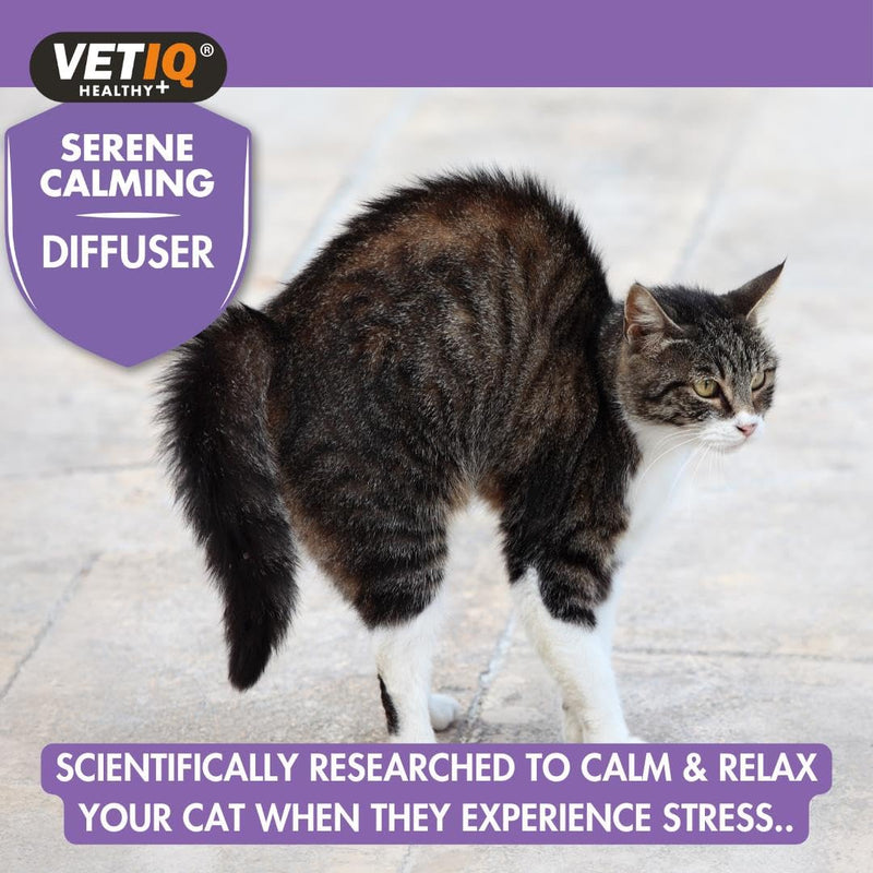 VETIQ Serene Calming Refill For Use With Portable Diffuser For Cats & Kittens, Help Calm, Relax, and Ease Separation Anxiety, Anxiousness or Hyperactivity, 6 ml Refill (Pack of 1) Diffuser Refill Only