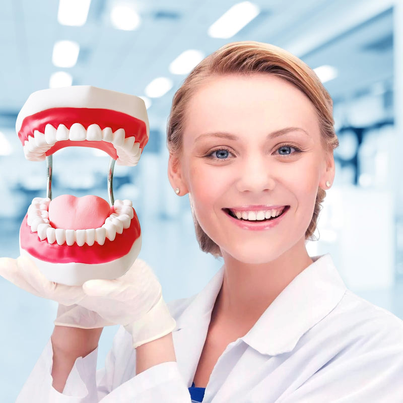 Teeth Mouth Model 6X Enlarged with Metal Hinge, Complete Set Teeth and Removable Tongue, PVC Speech Therapy Tool, Includes Toothbrush, Ideal for Brushing Teaching Dental Model and Language Education - BeesActive Australia