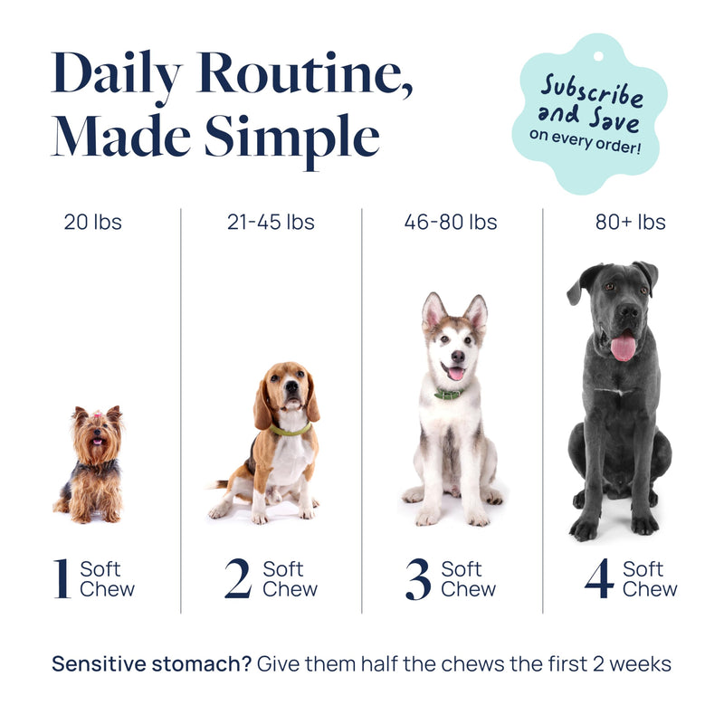 Veterinary Formula Gut Health Supplement for Dogs – Vet-Formulated Probiotic Chews with Digestive Enzymes & Fiber – Smart Vitality Supports Digestive Health, Gut Balance & Stool Quality, 60 Soft Chews 60 ct