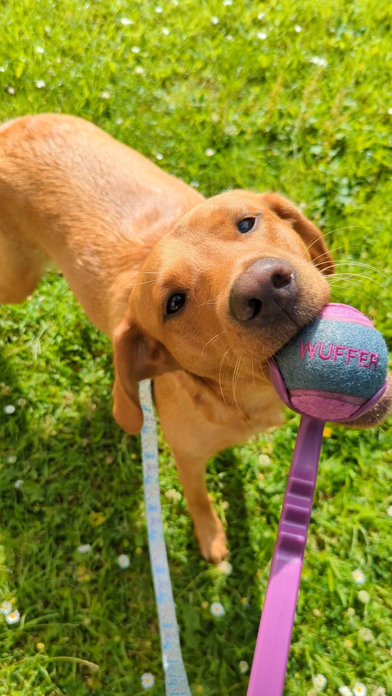 Dog Ball Launcher, Dog Ball Launcher Thrower, Dog Ball Hands Free Pick Up and Throw Play, Tennis Ball and Launcher Toy (PURPLE-LIMITED EDITION)