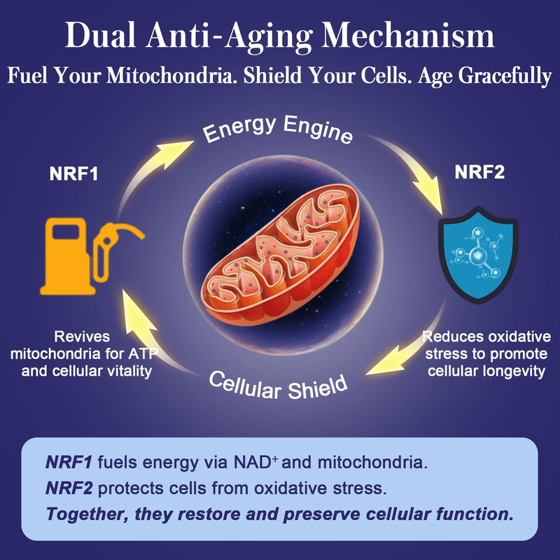 NRF1 & NRF2 Supplement 1500mg | Dual Pathway Antioxidant Formula with CoQ10, Curcumin, Trans-Resveratrol & Ashwagandha | Cellular Energy & Wellness Aging | 60 Capsules 60 Count (Pack of 1)