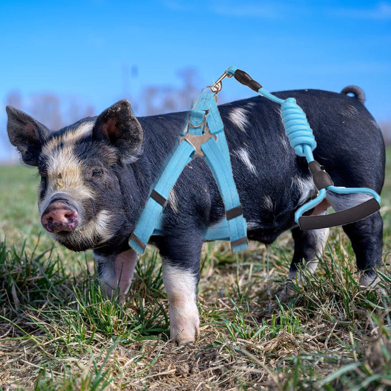 Animal Harness, Medium, Pink and Blue - 2 Pieces Adjustable Harness with Leash Set for Small Pig, Dog, Rabbit Walking, Running and Playing - BeesActive Australia