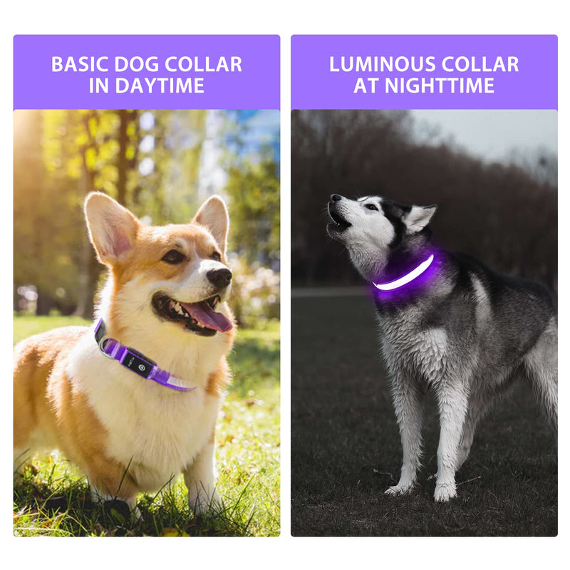 PcEoTllar Light up Dog Collar for Night Walking - LED Dog Collar Light Rechargeable Color Changing, Glow in The Dark Dog Collars Waterproof Glowing Dog Collars for Large Small Medium Dogs Purple M(15 inch-19.7 inch) - BeesActive Australia