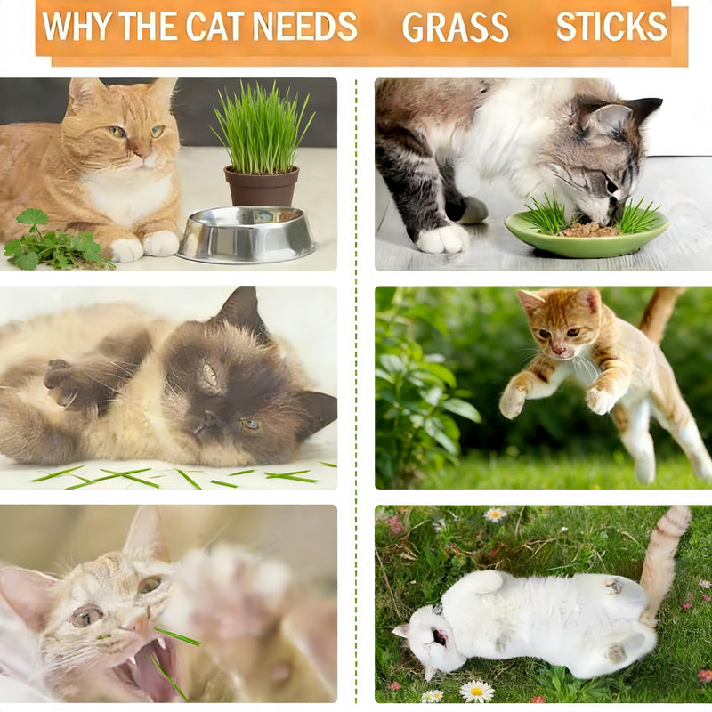 40G Cat Grass for Indoor Cats Dental Treats,Freeze-Dried Chicken Cubes Cat Teeth Cleaning Chew Sticks,Catnip Sticks Dental Stic/ks Teething To/y for Oral Care,Nat/ural Catnip Sti/cks Teething T/oy
