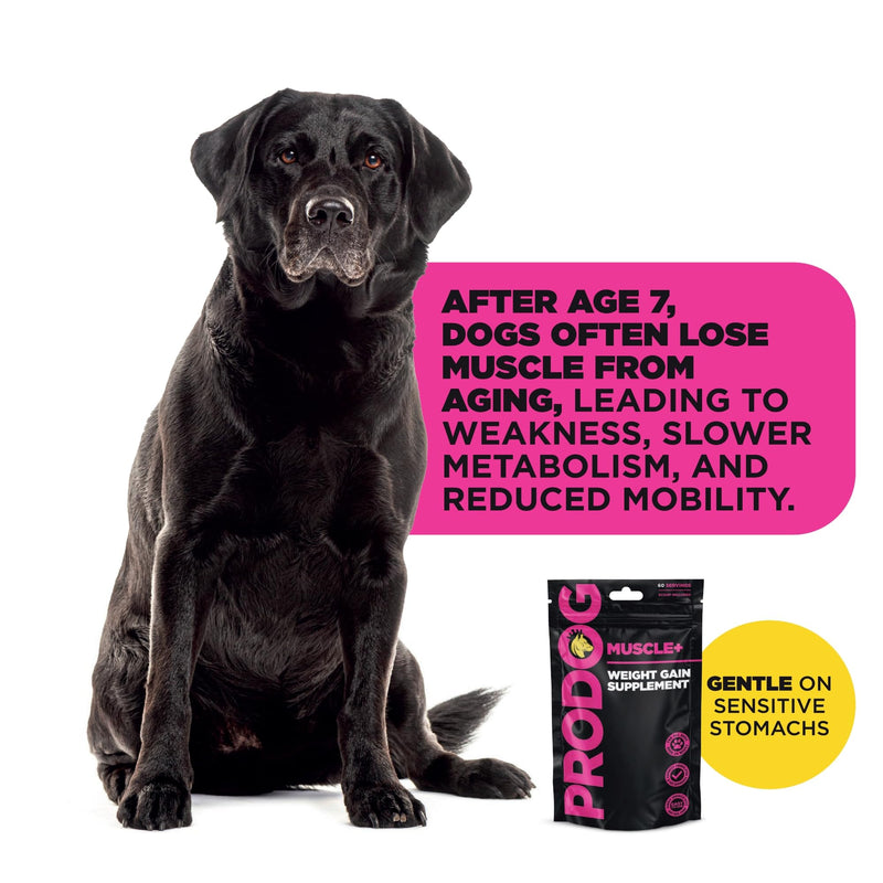 ProDog Muscle+ Dog Weight Gainer - Advanced Nutrition 76% Protein Per Scoop & Omega 3,6,9 - Supplement for Muscle Growth & Recovery, Underweight, Malnourished Dogs (30 Servings) 150g