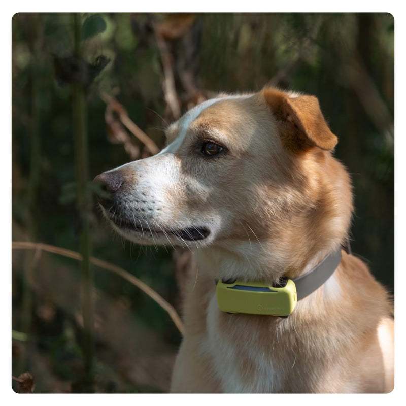 Tractive GPS Dog 6 Tracker Cover - Yellow Yellow - BeesActive Australia