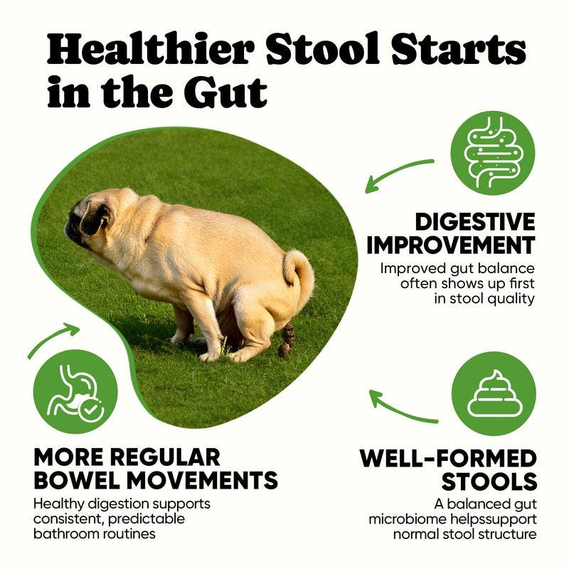 Probiotics for Dogs – Helps Digestion, Loose Stools, Gas & Sensitive Stomachs, Probiotics for Itchy Skin & Dog Yeast Infection, Immune & Fresher Breath with 4 Prebiotics & 5 Digestive Enzymes – 180 ct Chews-180 ct