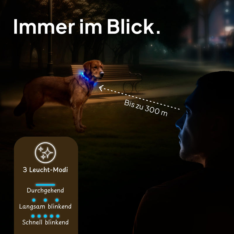 Tierhood Luminous Dog Collar - Luminous Collar for Small and Large Dogs - LED Dog Collar Rechargeable - Durable, Weatherproof & Comfortable - Ideal for Night Walks - Blue, Size M - BeesActive Australia