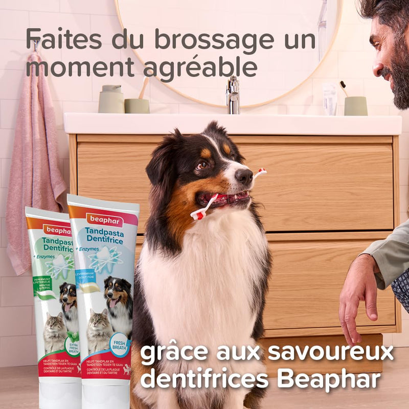 Beaphar Toothbrush 1 piece - Double Sided Brush with a Small and Large Brush - Especially for Dogs and Cats Red 1 count (Pack of 1)