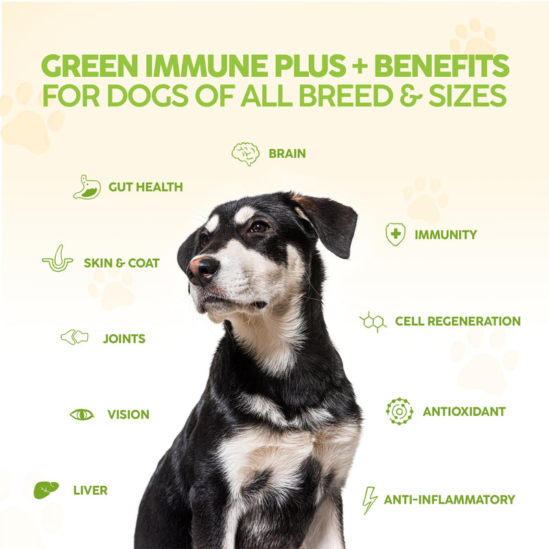 King Kanine Green Inmune Plus Multivitamin and Mineral 6 oz | Organic Powder to Improve Join Mobility & Allergy Relief | Inflammatory Supplement for Dogs Care | Veterinarian Approved - PawsPlanet Australia