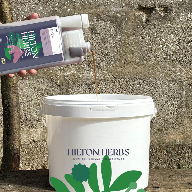 Hilton Herbs Detox Gold 1 Litre 0.2 g (Pack of 1)