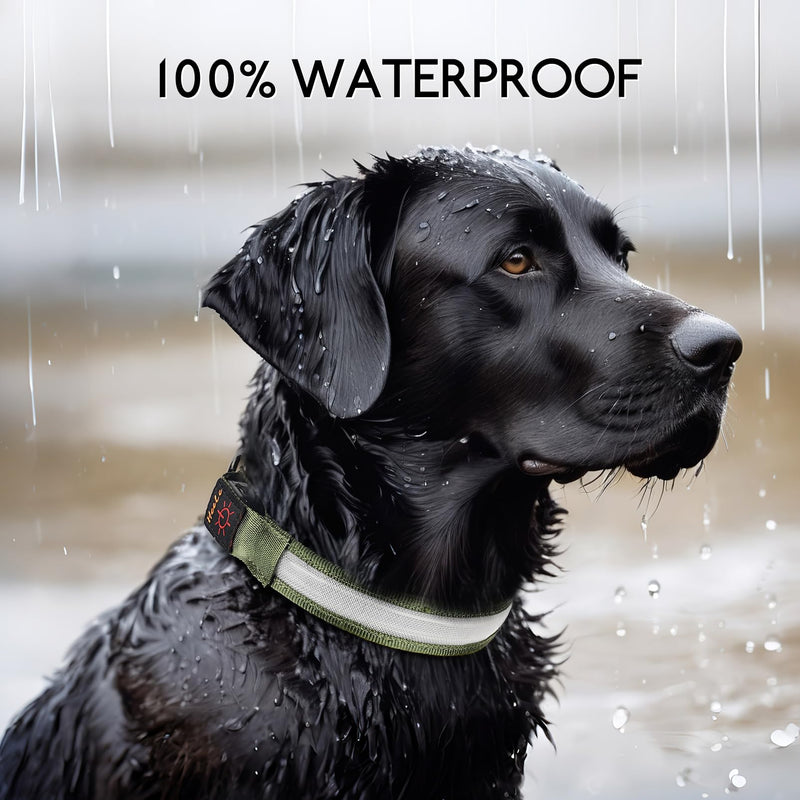 HEELE Luminous Dog Collar, Luminous Collar, Type-C Rechargeable, Luminous Dog Collar, Waterproof, LED Collar for Dogs, Dog Collar with 3 Lighting Modes, Green, M - BeesActive Australia