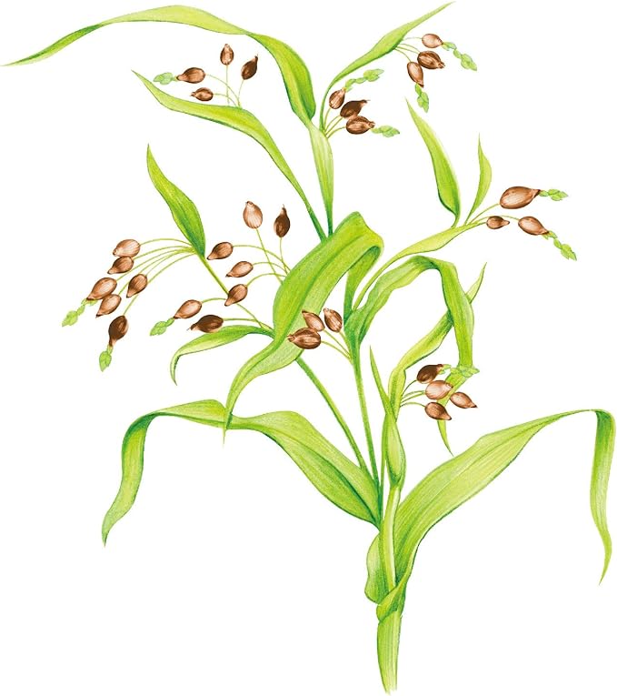 Yamamoto Chinese medicine Coix barley tablets 504 tablets Yokuinin tablets - BeesActive Australia