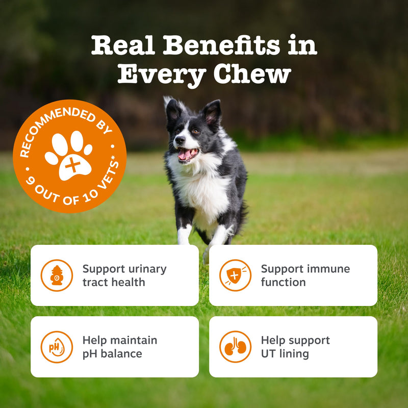 Zesty Paws Urinary Care Chews for Dogs | Supports Urinary Tract & Immune Function, Maintain pH Balance, Helps Incontinence | Contains Cranberry Powder, D-Mannose, Vitamins C| Turkey Flavour | 90 Chews 90 Count