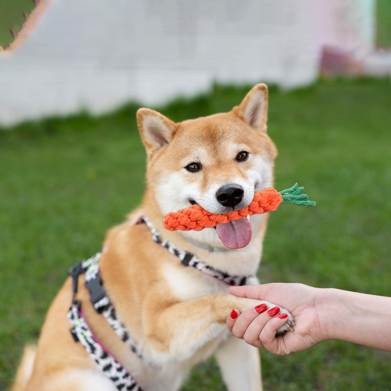 Vaulted Skulls & Co Carrot Dog Toy Small 5" | Carrot Shaped Dog Toy | Teething Carrot Dog Toy | Small Dog Carrot Toy | Biting Carrot Dog Toy | 5 Inches 1 Pack - BeesActive Australia