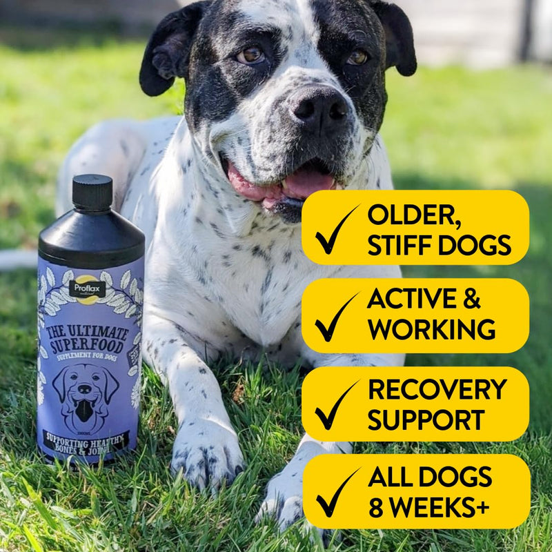 Proflax Joint Support for Dogs | Bone & Joint Mobility Supplement | Natural Support for Stiffness, Flexibility & Movement - 100ml