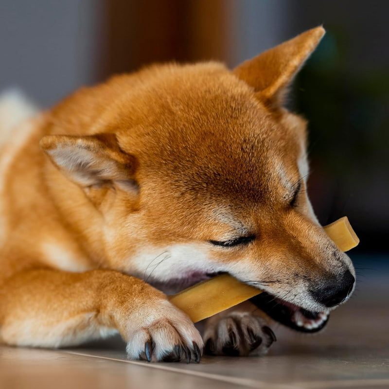 Wildfang® Yak Chews, Large for Dogs 55-99 lbs – Dog Dental Chew Stick, Hardness Like Himalayan Yak Cheese, Churpi-Style Cheese Sticks, Dog Treats & Puppy Training Treats, Approx 4 oz, Pack of 6 4 Ounce (Pack of 6)