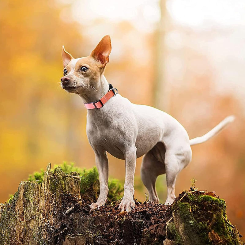 Roses&Poetry Reflective Dog Collar with Gradient Mistyrose, Adjustable Durable Pet Collars for Small Medium Large Dogs (Mistyrose-M) - BeesActive Australia